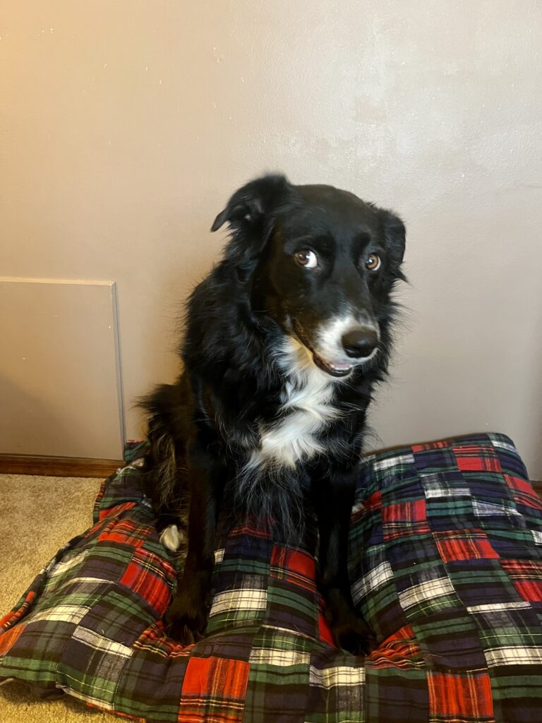 Happy dog on new dog bed